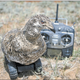 Image for article titled This Is The Mating Dance Of The Greater Sage-Grouse, An Imperiled Bird